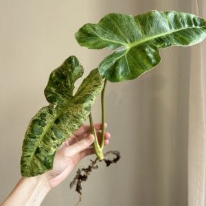 Philodenron Paraiso Verde