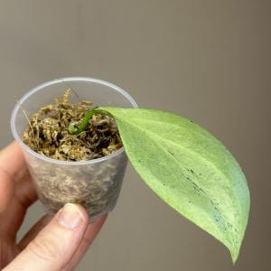 Hoya Nicholsoniae ‘New Guinea Ghost’