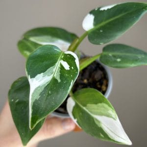Philodendron ‘White Wizard’