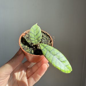 Hoya Callistophylla ‘Black cat’