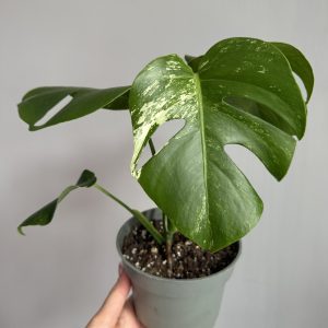 Monstera Deliciosa Albo variegata
