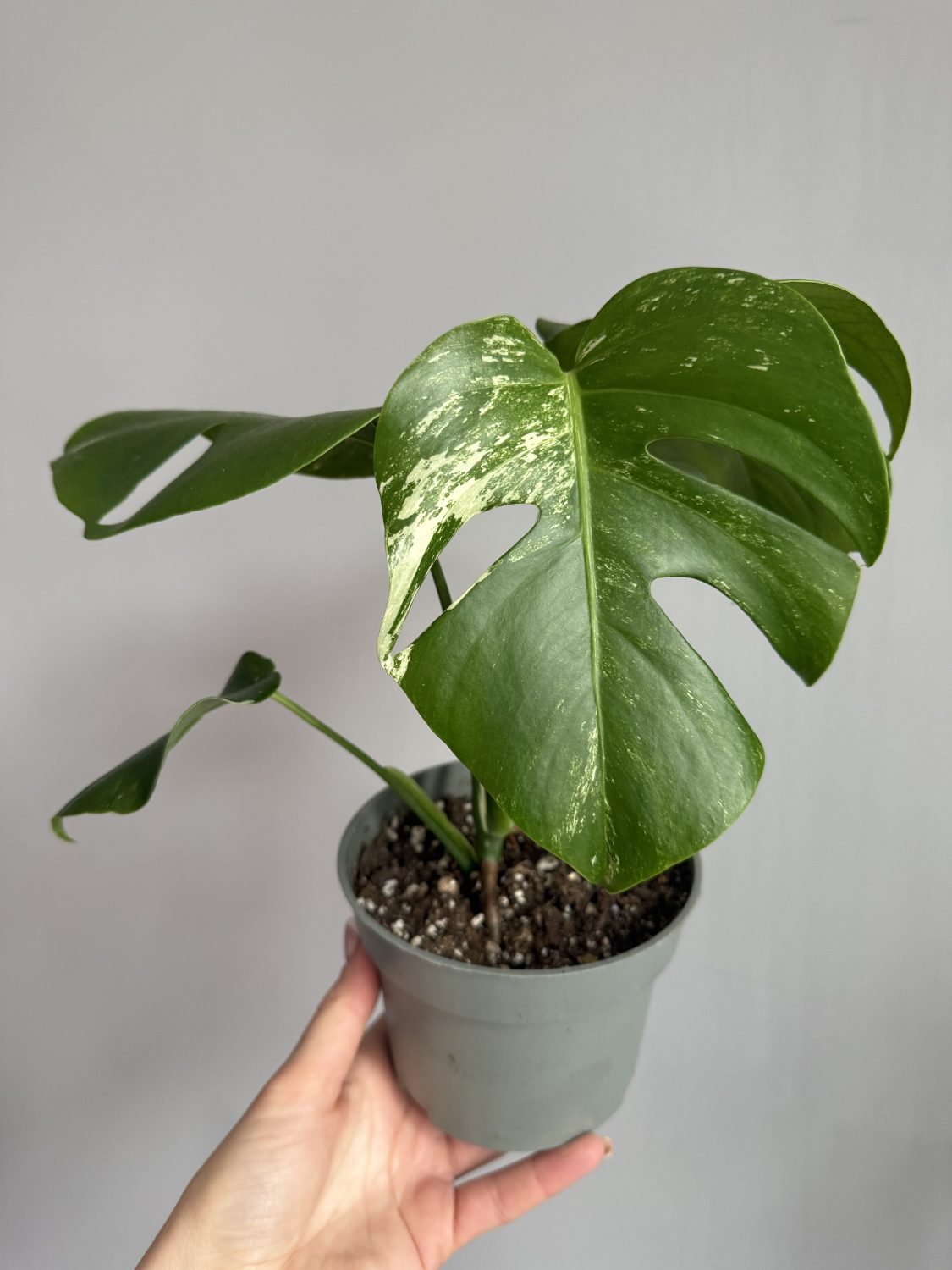 Monstera Deliciosa Albo variegata