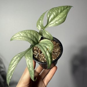 Amydrium medium 'Silver'