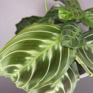 Maranta NO ID ‘Cat moustache’
