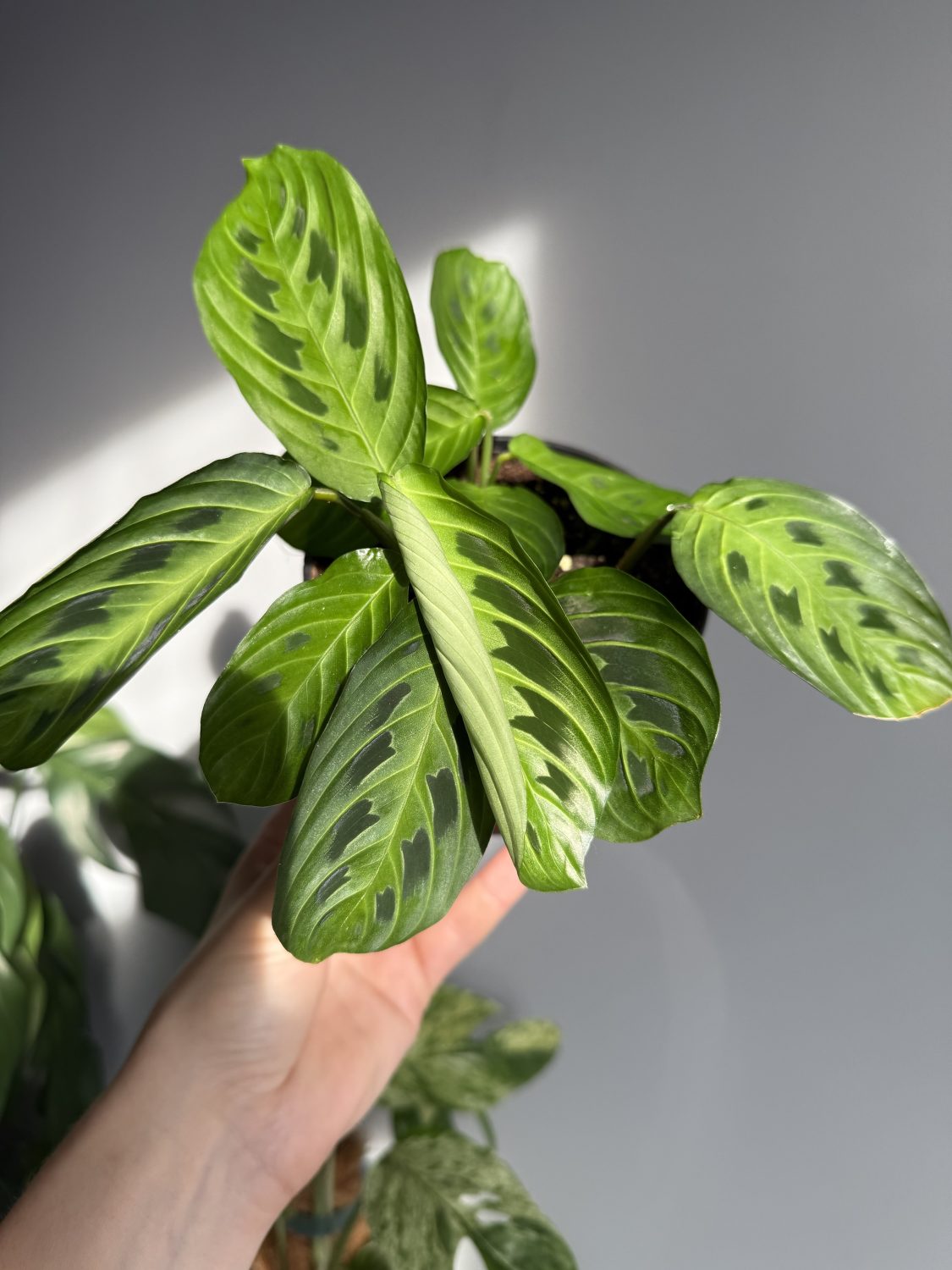 Maranta leuconeura 'Lemon Lime’