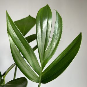 Rhaphidophora Decursiva aka ‘Dragon tail’