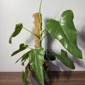 Philodendron 'Domesticum'