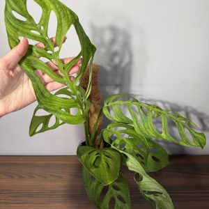 Monstera 'Esqueleto', spraudenis