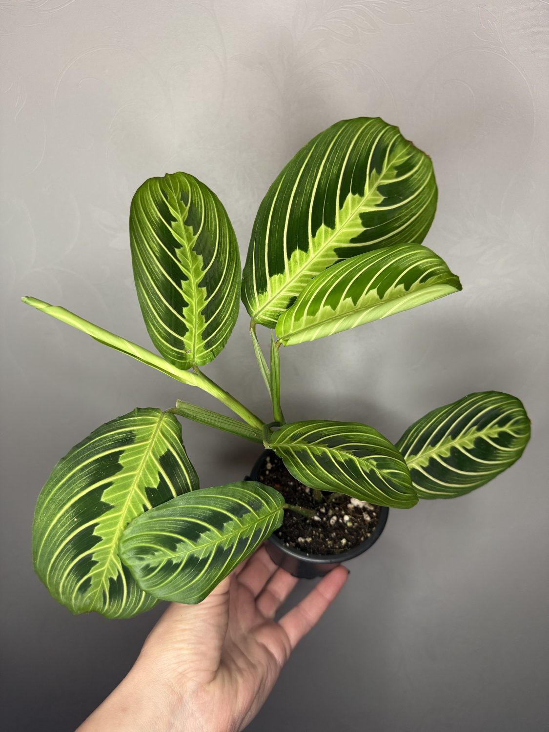Maranta leuconeura 'Lemon Lime’ - Image 2