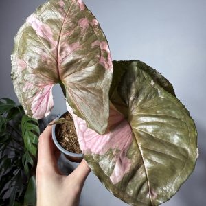 Syngonium "Strawberry Ice" Galaxy variegated, spraudenis