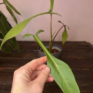 Philodendron Joepii