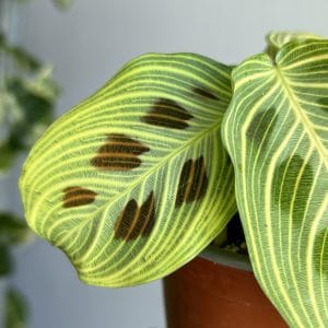 Maranta NO ID ‘Light veins’
