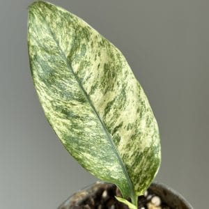 Rhaphidophora Puberula variegata