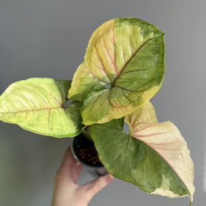 Syngonium ‘Orm thong’ variegata