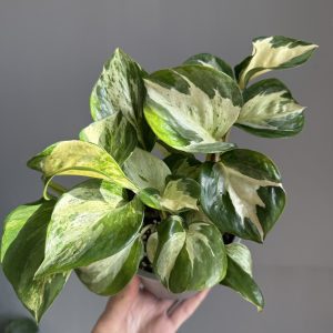 Epipremnum aureum ‘Manjula’ aka Happy leaf pothos