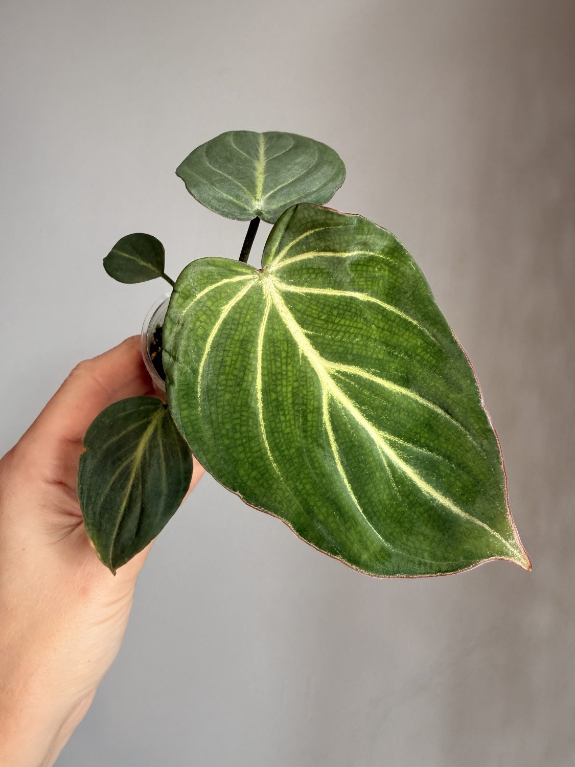 Philodendron Gloriosum 'Zebra' -