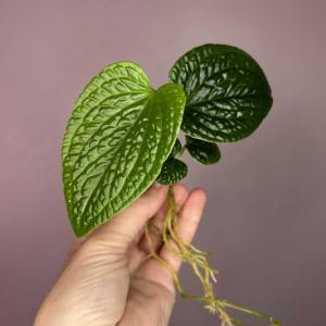 Anthurium Splendidum