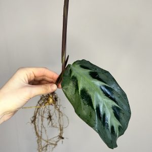 dark-leaf-maranta