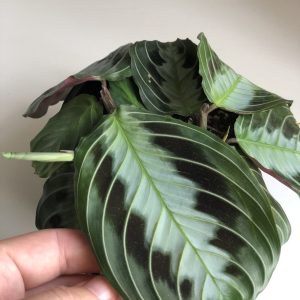 black-maranta