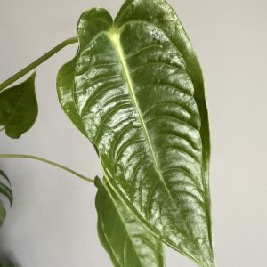 Anthurium Veitchii narrow