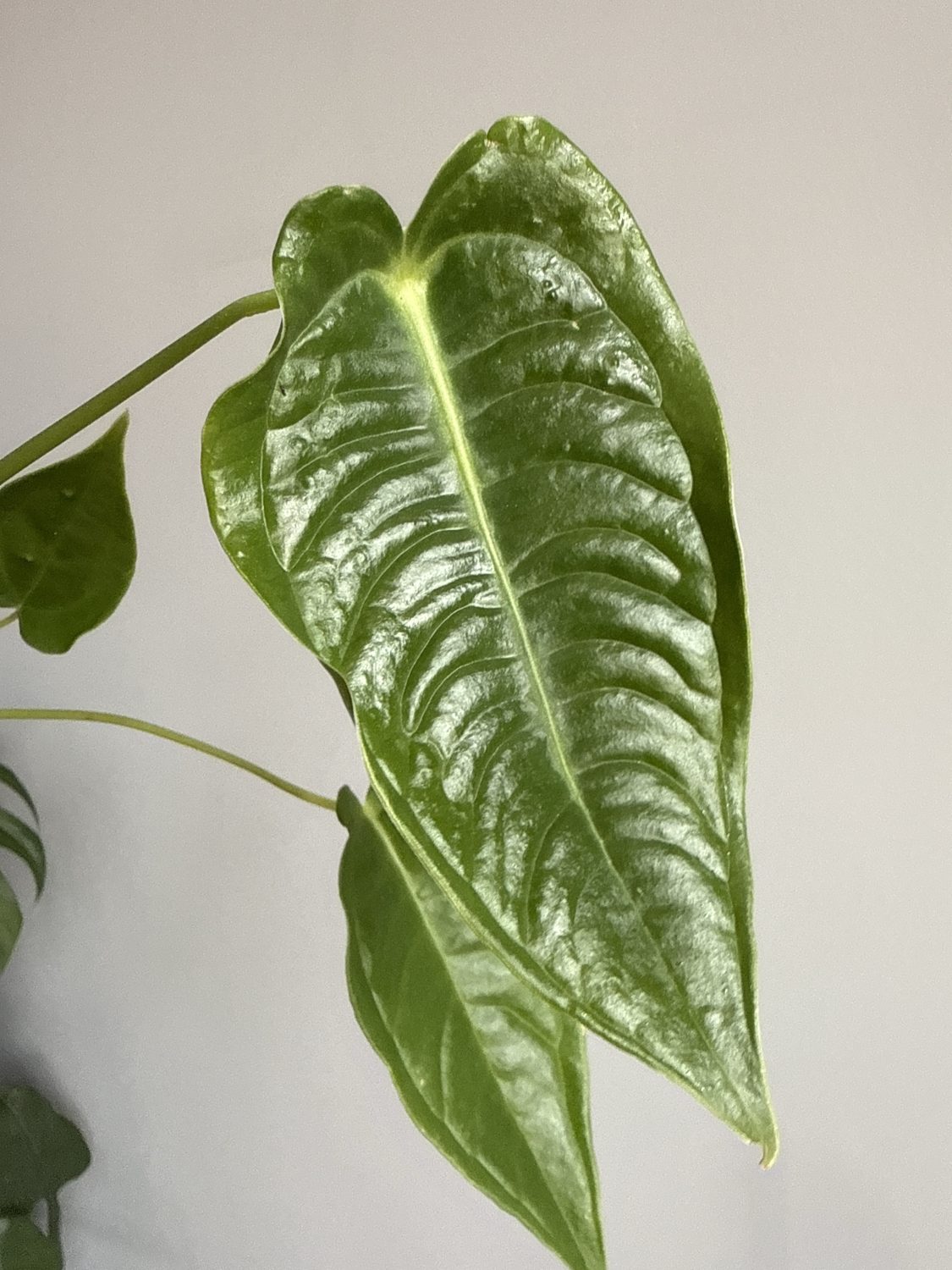 Anthurium Veitchii narrow