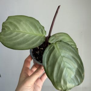 Maranta Cristata ‘Silver sheen’
