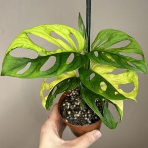 Monstera adansonii aurea variegated