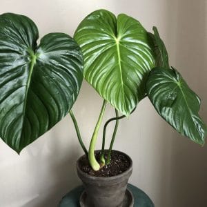Philodendron Pastazanum