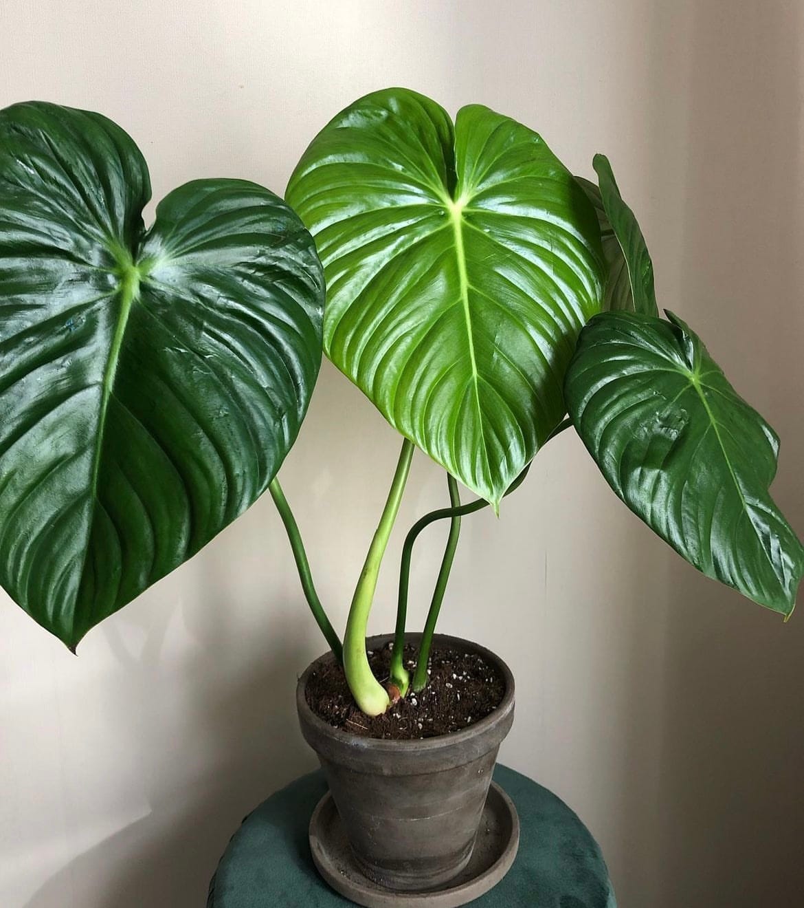 Philodendron Pastazanum