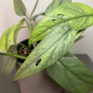 Epipremnum pinnatum ‘Cebu blue’