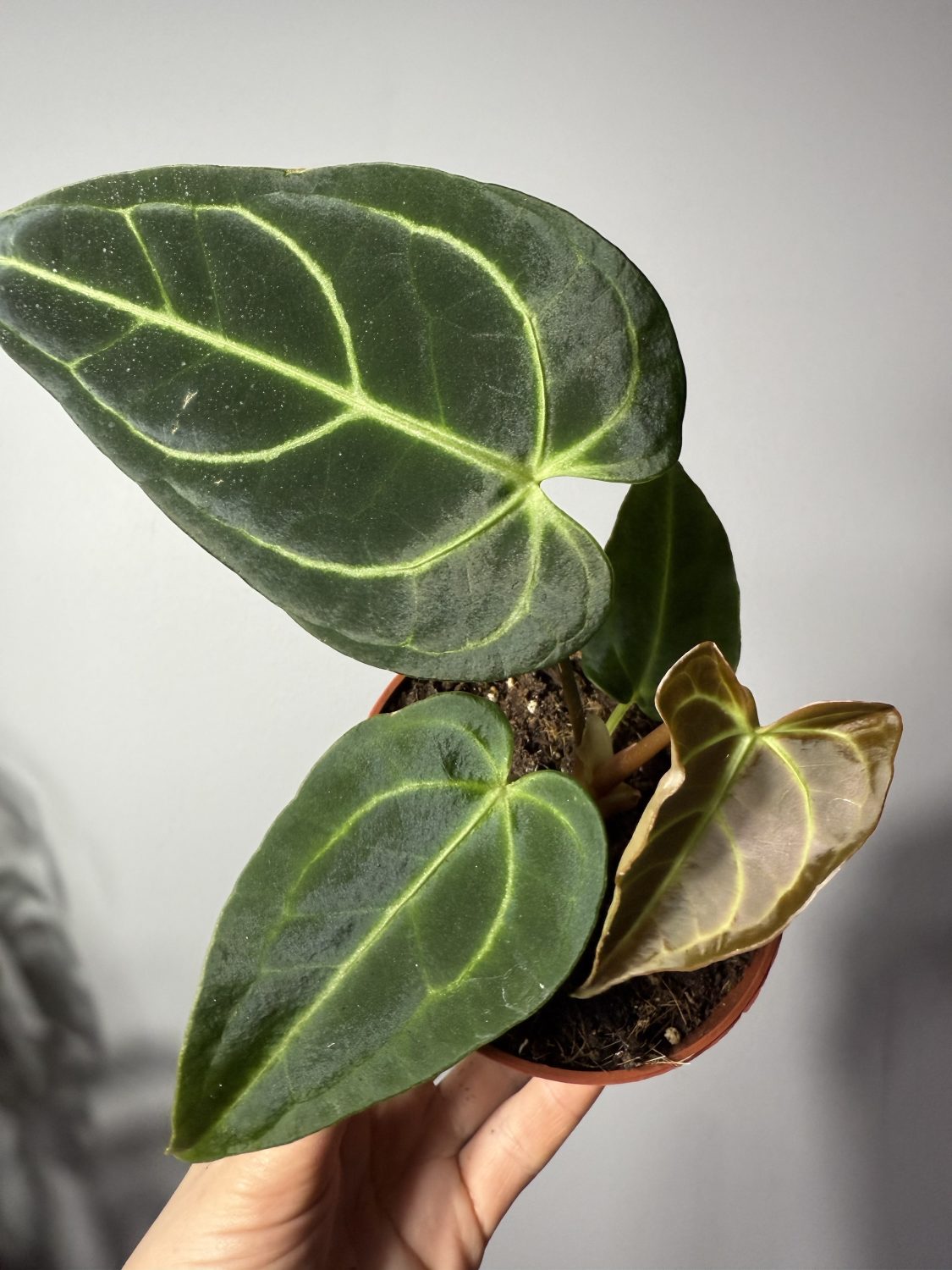 Anthurium ‘Regale’ - Image 2