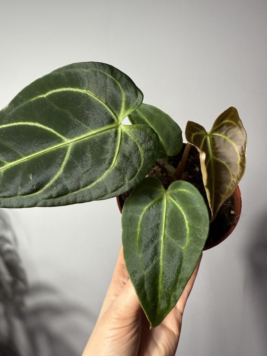 Anthurium ‘Regale’ - Image 3