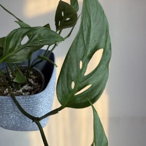 Monstera ssp. Laniata aka Monstera adansonii narrow form