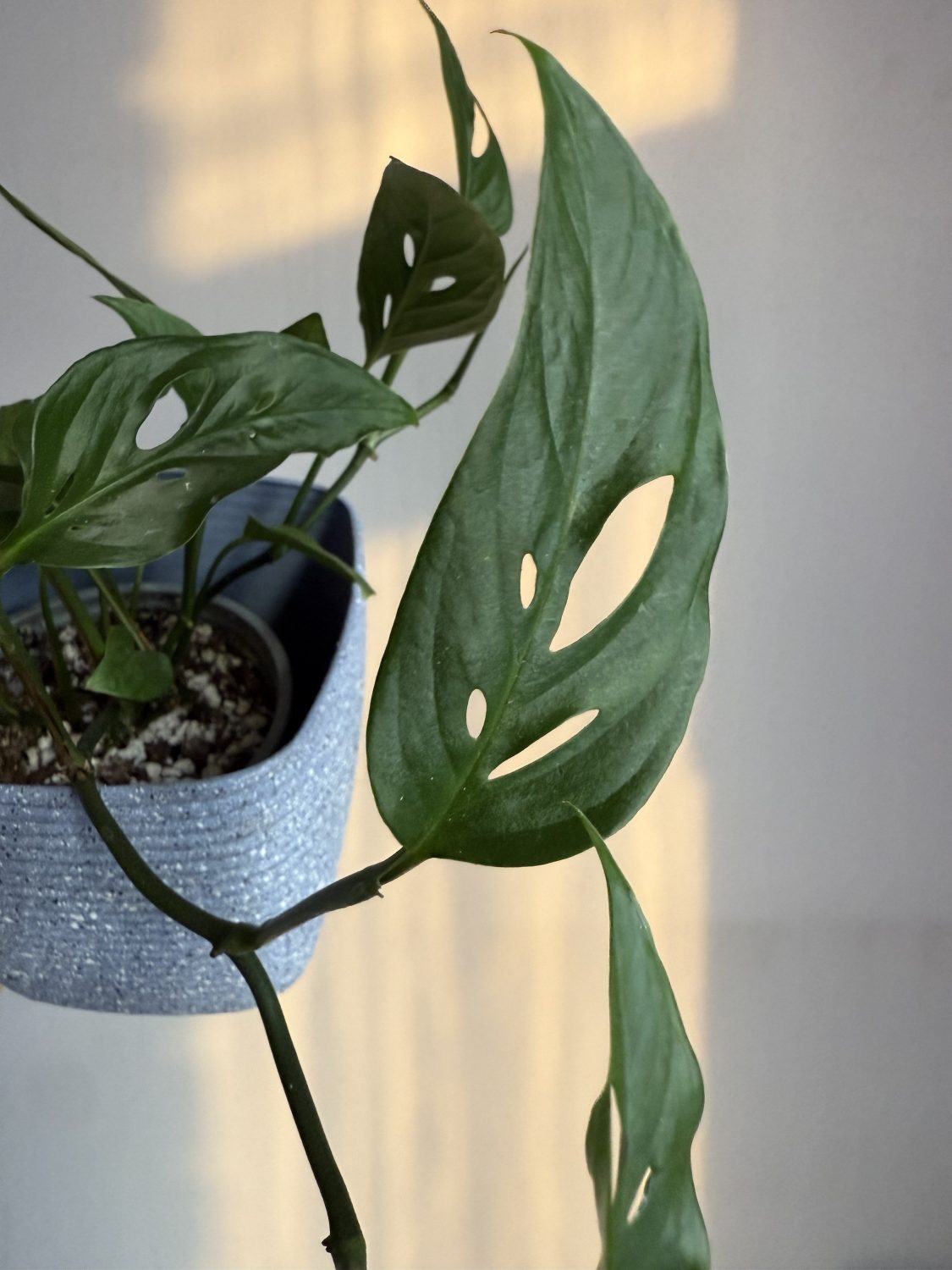 Monstera ssp. Laniata aka Monstera adansonii narrow form