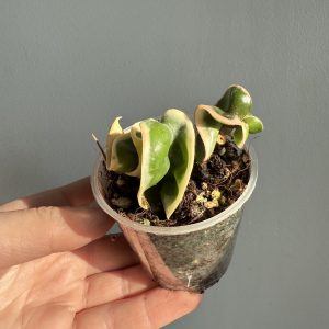 Hoya Compacta ‘Hindu rope’