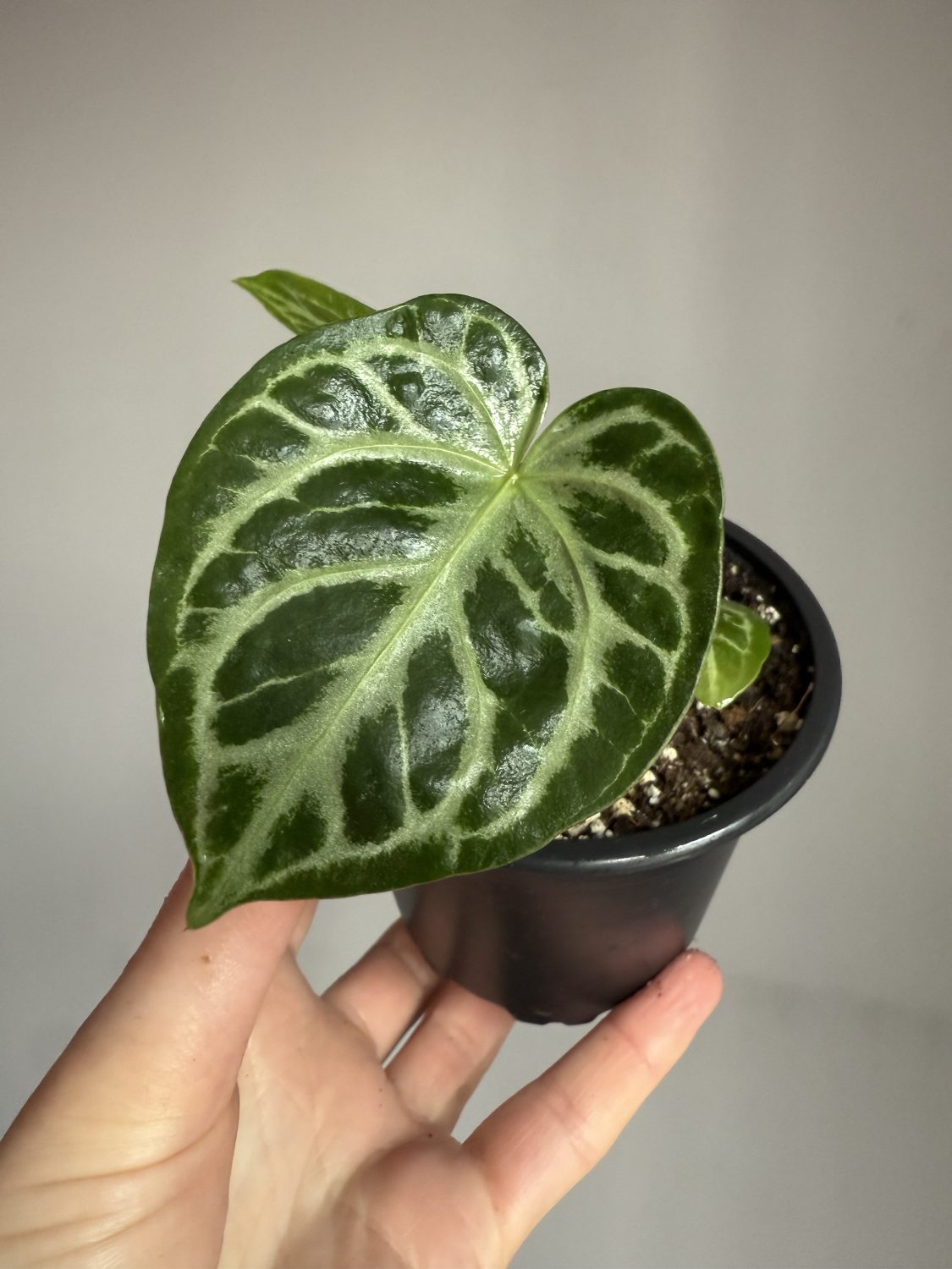 Anthurium Crystallinum ‘Silver blush’ - Image 2