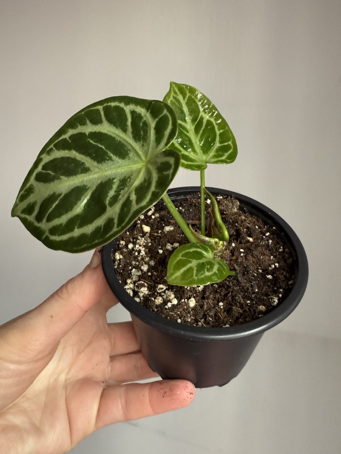 Anthurium Crystallinum ‘Silver blush’ - Image 3