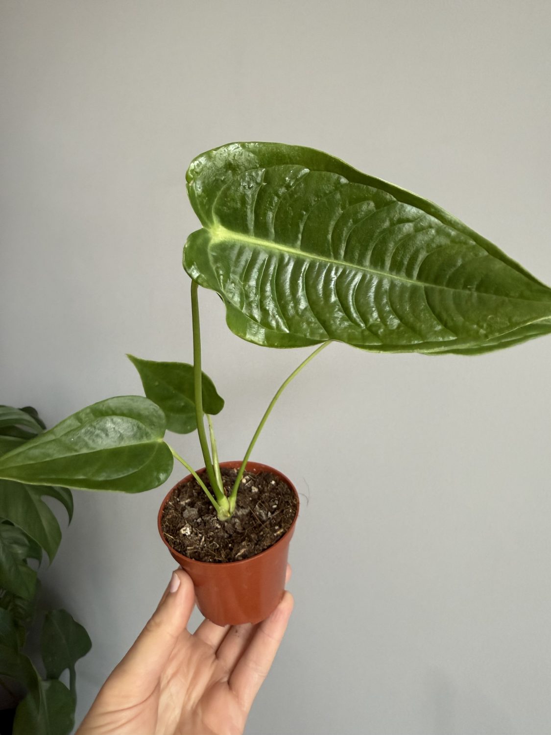 Anthurium Veitchii narrow - Image 2