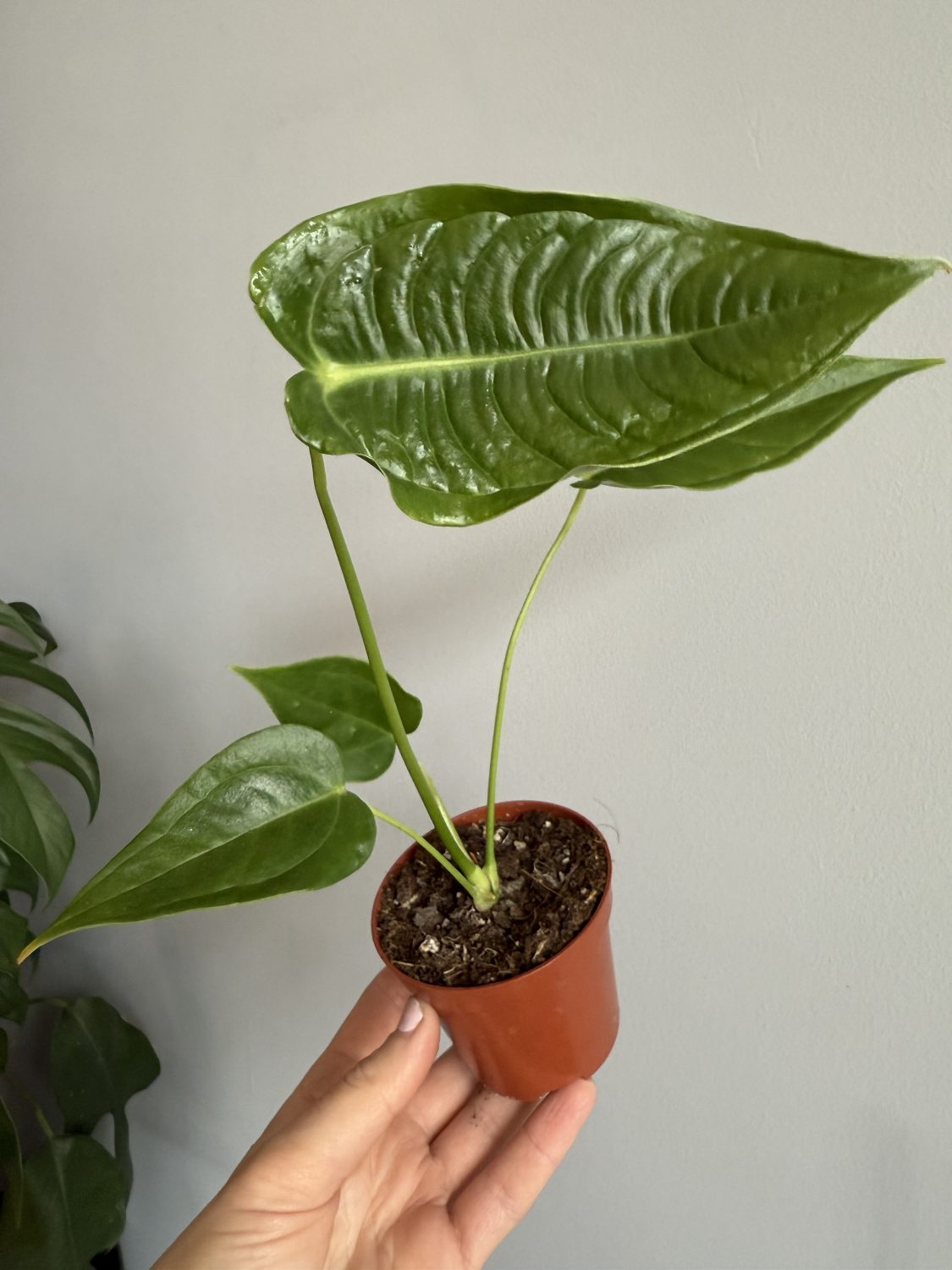 Anthurium Veitchii narrow - Image 3
