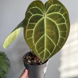 Anthurium Crystallinum