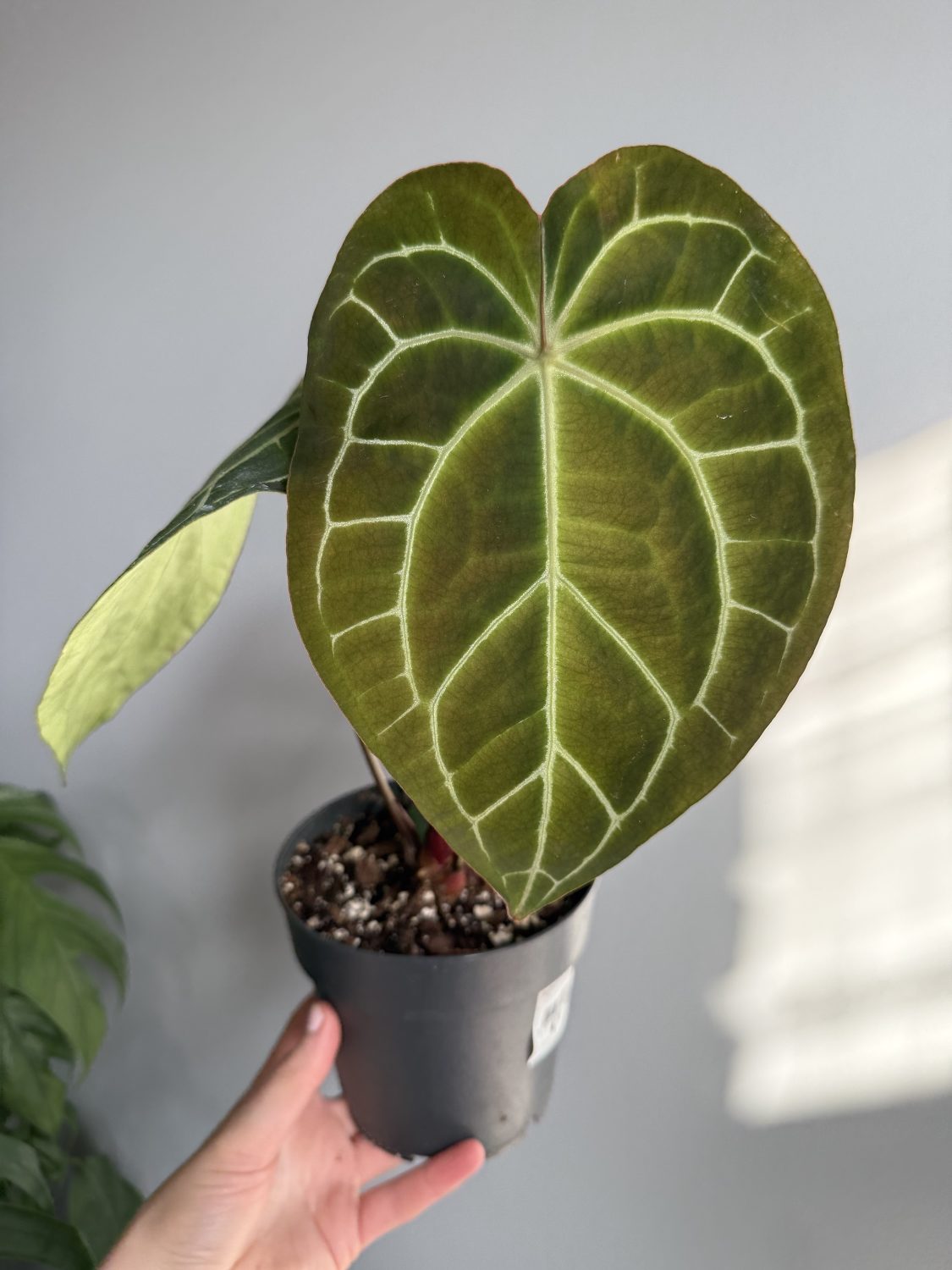 Anthurium Crystallinum