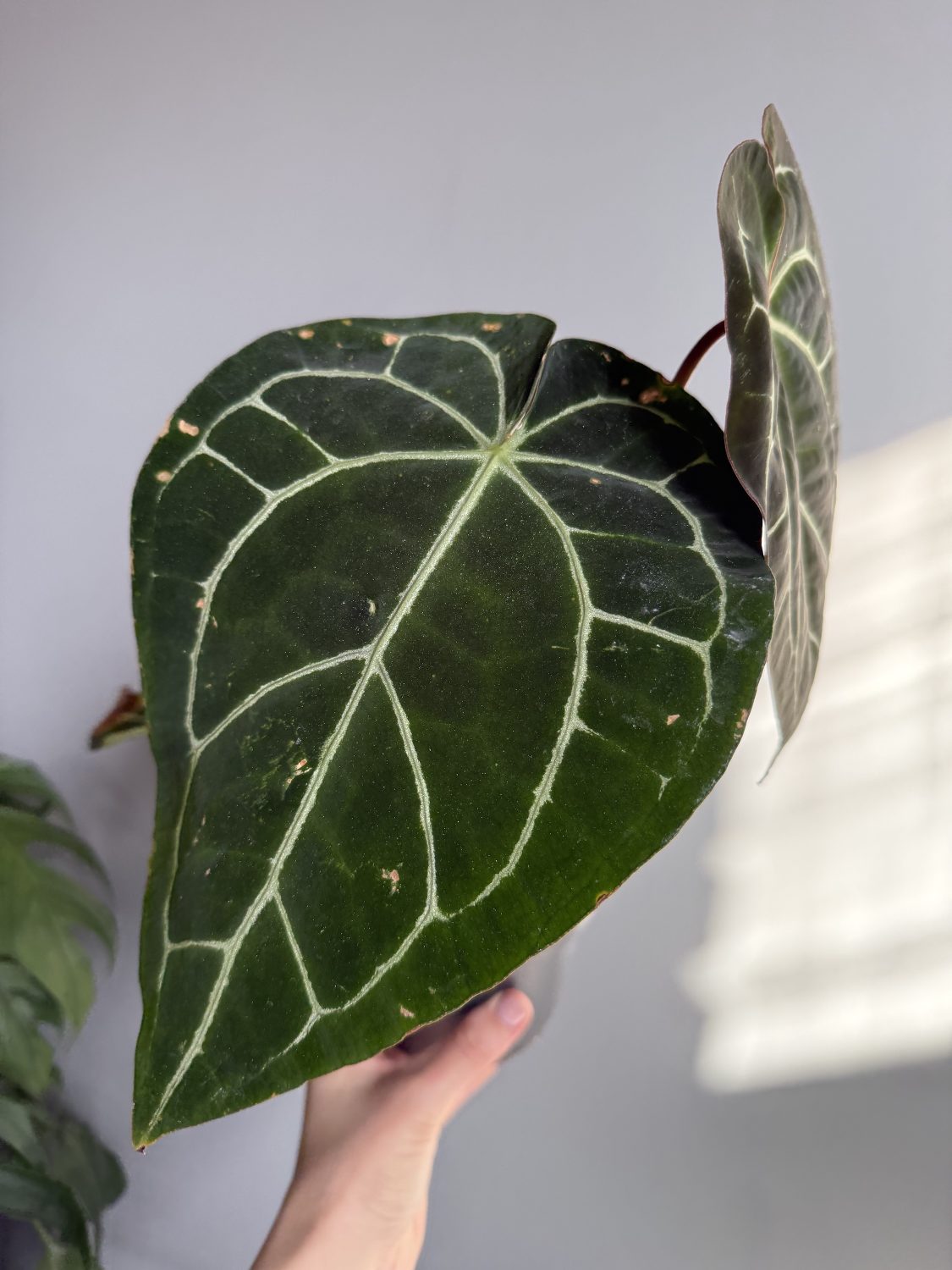 Anthurium Crystallinum - Image 4