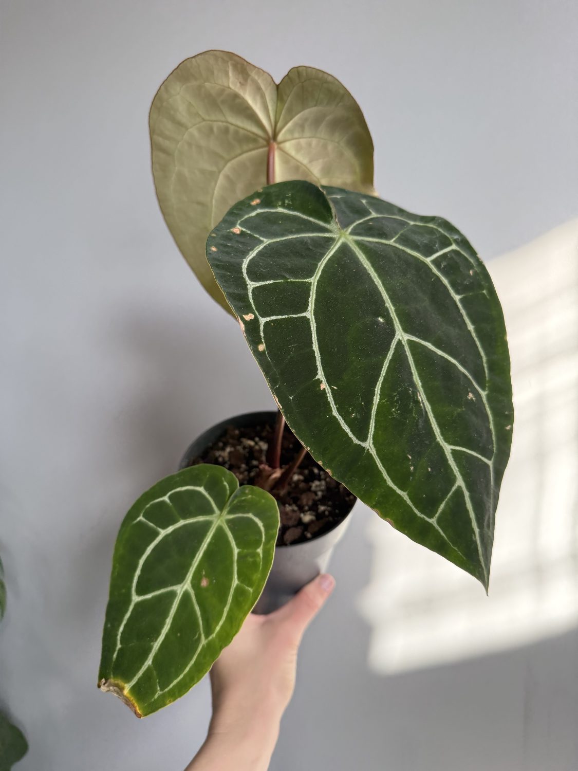 Anthurium Crystallinum - Image 3