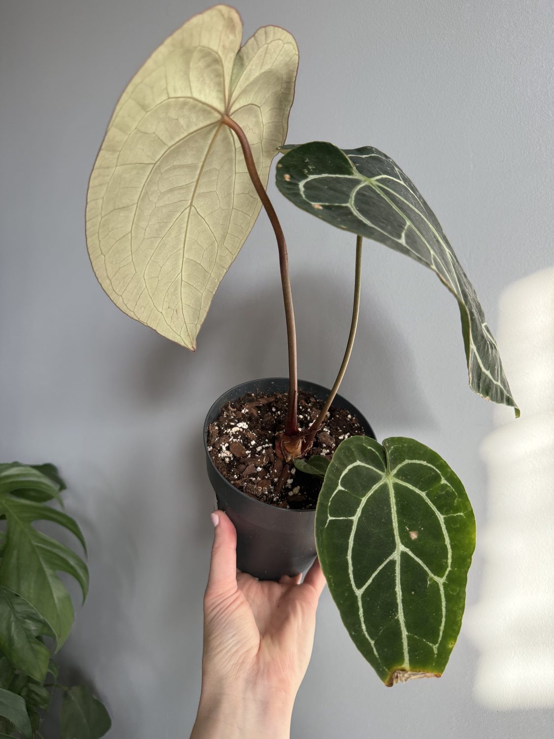 Anthurium Crystallinum - Image 2