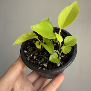 Epipremnum aureum 'Neon' aka Neon Pothos