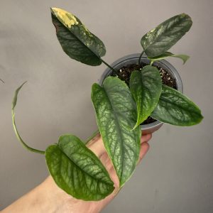 Monstera Siltepecana aurea variegated