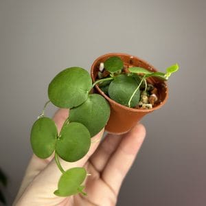 Dischidia Vidalii x sp Camiguin Island