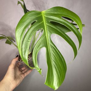 Monstera var. Sierrana (Mexican form)