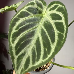 Anthurium Crystallinum ‘Silver blush’