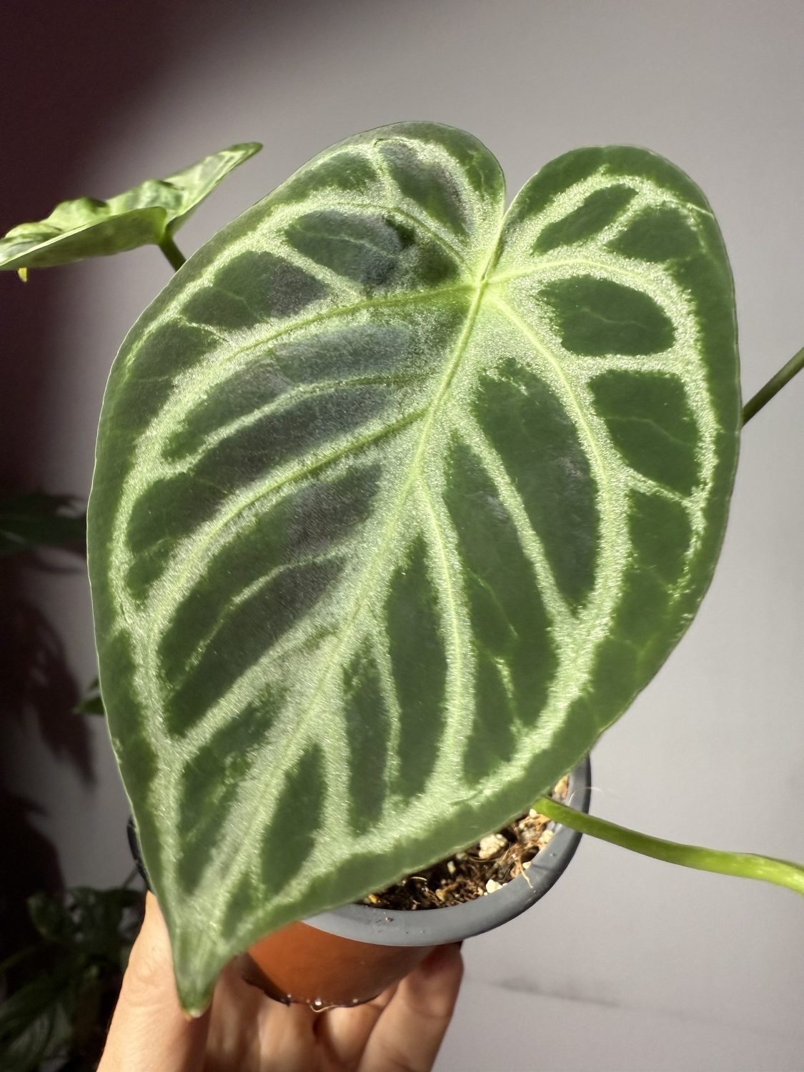 Anthurium Crystallinum ‘Silver blush’